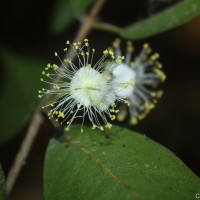 Kayea stylosa Thwaites